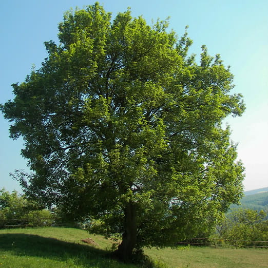 pozadinska slika
